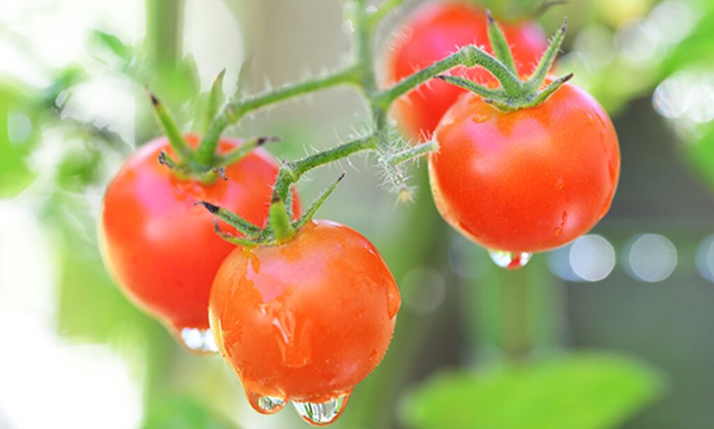 果菜類の苗